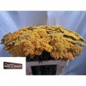 achillea Terracotta - Kwekerij Meer en drecht