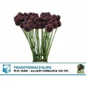 Allium Forelock - MM Duin TraditionalTulips
