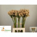 Allium Siculum zaad - Gia Flowers