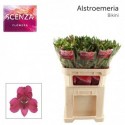 ALSTR BIKINI - Together2Grow
