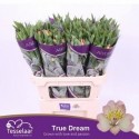ALSTR TRUE DREAM - H.M. Tesselaar