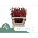 ASTIL C CORAL ISLAND - van Aert Flowers