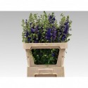 Consolida Qis Deep Blue - Hospers Flora