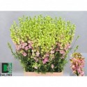 CONSOLIDA LightPink_80cm - Bloemenkwekerij...