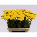 achillea Parkers - Kwekerij De Tuin