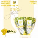 freesia Soleil jaune - Hofland...