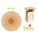 germini Mickey - Topline Gerbera