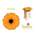 germini Tweety - Topline Gerbera