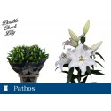 lilium Pacific Ocean 3 85 - Fabulove by...
