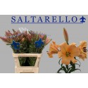 lilium SALTARELLO - Frans Maalman BV