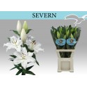 lilium Severn - Florient-Remko vd Marel