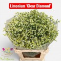 LIM SIN CLEAR DIA - Hulstflowers