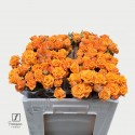 R branchue Orange Queen 50cm - Aad Fransen...