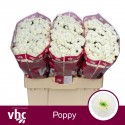 santini Poppy - van Helvoort Company