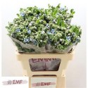OXY CO TAN PURE BLU - .