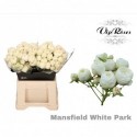 R branchue MANSFIELD blanc PARK x20 - Vip...