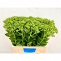 Sedum Spectabile 60cm - R.M.J. Groot