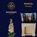 giroflée Aida Apricot Middenweg -...