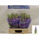 giroflée violier Lavender YENI 60 - Florencia