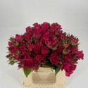 R branchue Lola40 - Schittko GbR