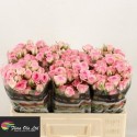 R branchue Tralala - Flora Ola Ltd.