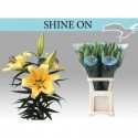 lilium Shine On - Florient-Remko vd Marel