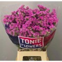 statice DYNA ROSE - TONIE Flowers