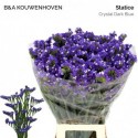statice Crystal Dark Blue - B & A...