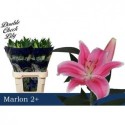 lilium Marlon rose - Double Check Lily
