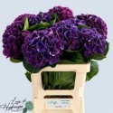 Hydrangea Royal King - Lago di Hydrangea