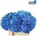 hortensia Royal Parade dark blue 50 -...