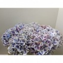 hortensia sunsation50paars - De Boer Calla...