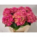 hortensia Kiss50cm - Van Wijk Hortensia's