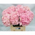 hortensia Verena pink pink 65 - Happy...