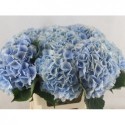 hortensia M CH VERENA BL - Steejo