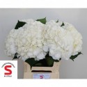hortensia Verena wit 60 - Tuinbouwbedrijf...