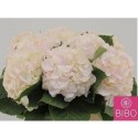 hortensia M CH SW VERENA - Bibo Flowers