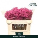 GYPS KLB H% - Jimmy Colors BV