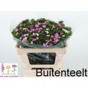 poete diarose50996 - Van Alem Bloemen