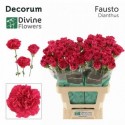 œillet gros FAUSTO - Divine Flowers