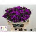 poete diaprs55996 - Van Alem Bloemen