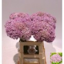 Allium pink Jewel - J.P. de Goede VOF