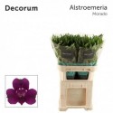 ALSTR MORADO - Together2Grow