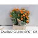 soucis vert SPOT OR - Kwekerij de Verano
