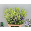 CONS Violet_90cm - Bloemenkwekerij Daling