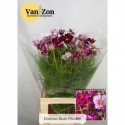 Cosmos roze picotee 70 - v.Zon...