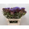 Cynara cardunculus 998 - D. van Ooijen