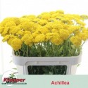 Achillea Filipendulina - Fa. Klepper