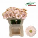 germini ALIX-NOOR - Batist Westmade