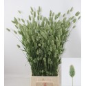 Lagurus ovatus phalaris - Steenwijk Abbenes